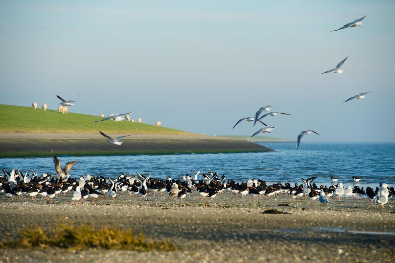 ホテル Breeze Ameland ホルム エクステリア 写真